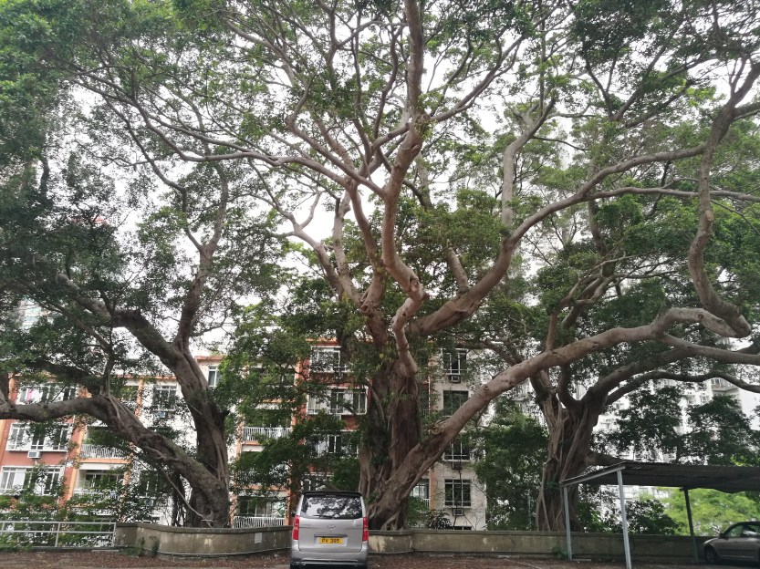 Three brothers on Po Fu Lam roam