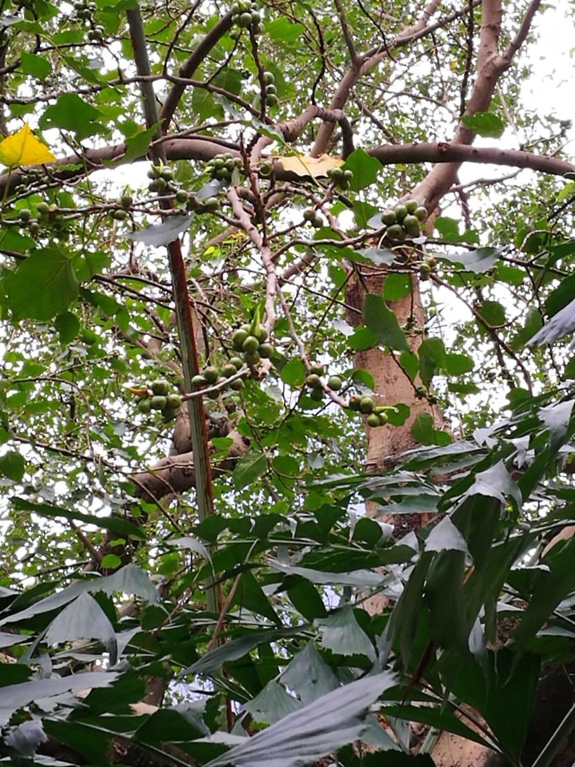 HK botanical gardens