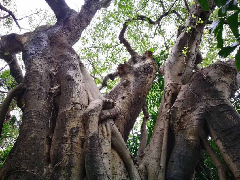 HK Botanical gardens