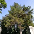 Mount Pleasant Cemetery