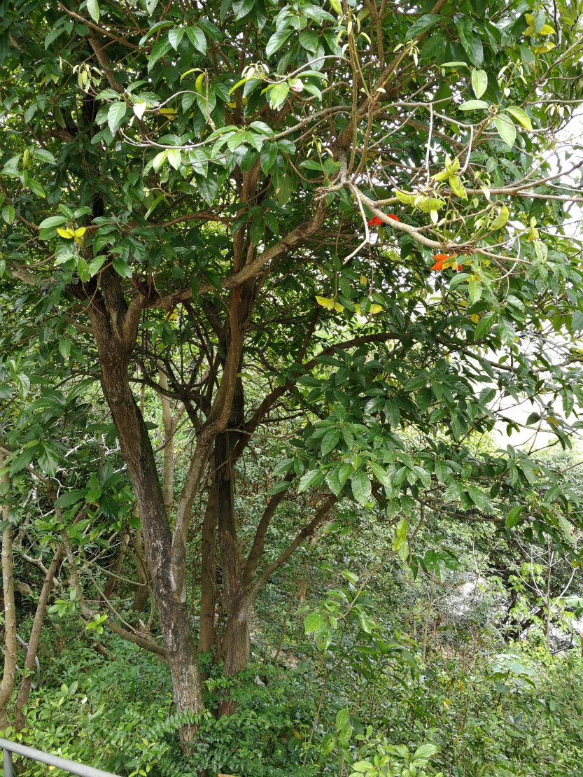 Lance-leaved Sterculia